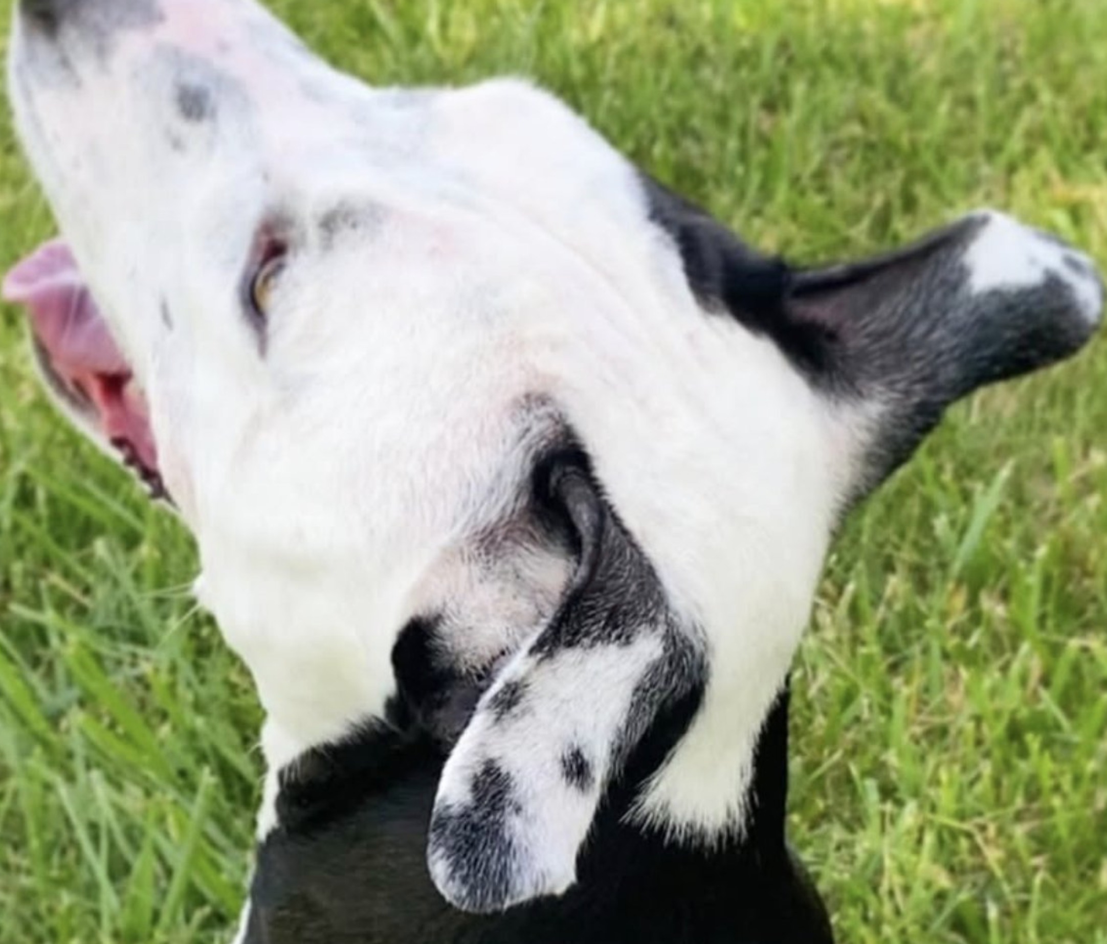 Lucy the dog